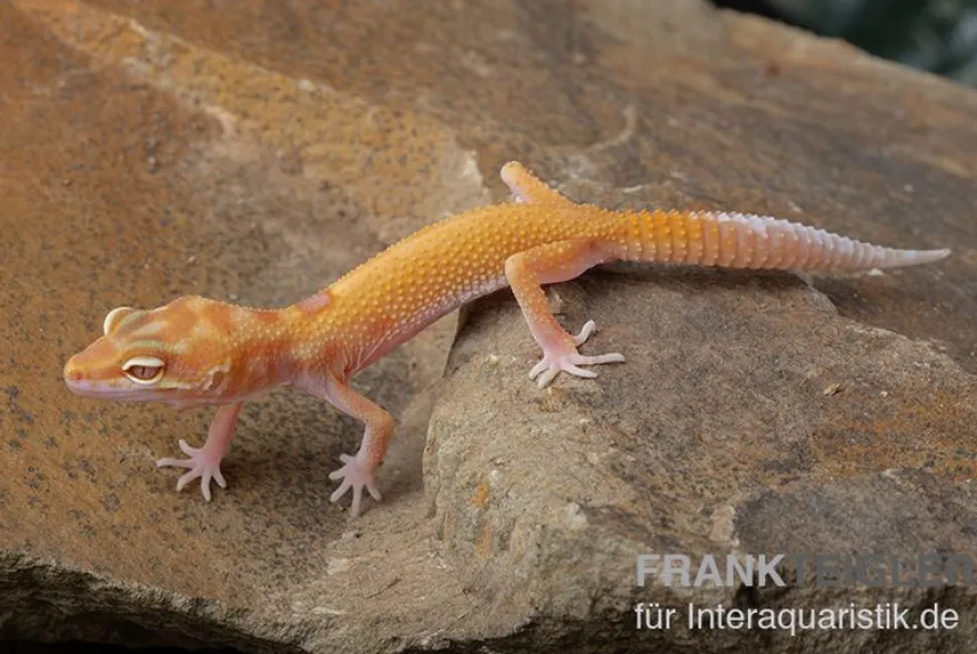 Leopardgecko, Eublepharis macularius, RADAR