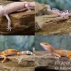 Leopardgecko Farbmix, Eublepharis macularius