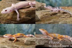 Leopardgecko Farbmix, Eublepharis macularius