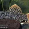 Leopard-Kaktuswels, L114, LDA 7, L427 Pseudacanthicus cf. leopardus, 6-8 cm