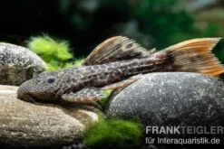 Leopard-Kaktuswels, L114, LDA 7, L427 Pseudacanthicus cf. leopardus, 6-8 cm