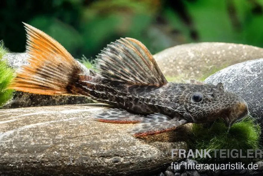 Leopard-Kaktuswels, L114, LDA 7, L427 Pseudacanthicus cf. leopardus, 6-8 cm