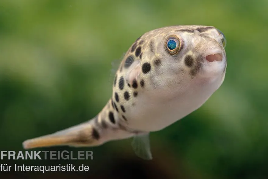 Leopardkugelfisch, Tetraodon schoutedeni, WF
