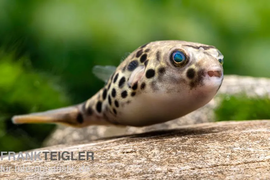 Leopardkugelfisch, Tetraodon schoutedeni, WF