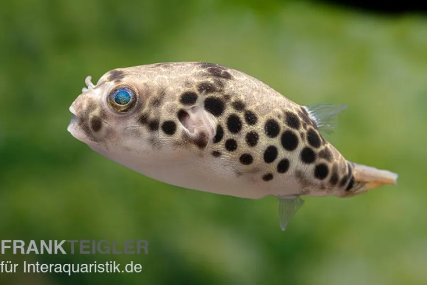 Leopardkugelfisch, Tetraodon schoutedeni, WF