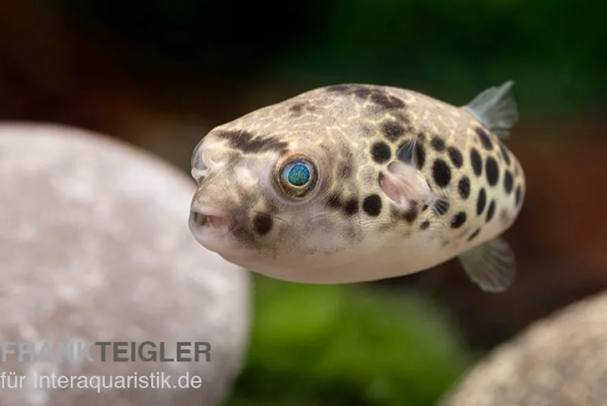 Leopardkugelfisch, Tetraodon schoutedeni, WF