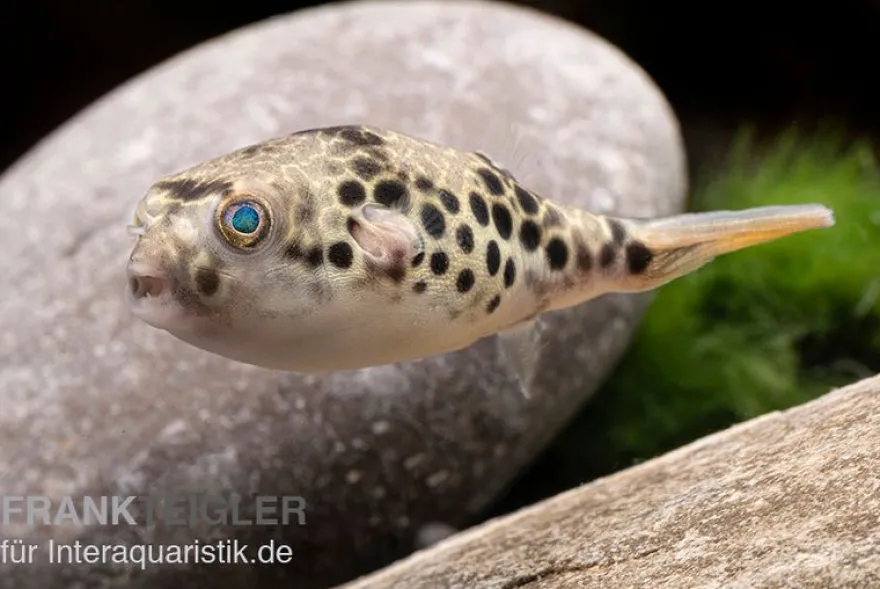Leopardkugelfisch, Tetraodon schoutedeni, WF