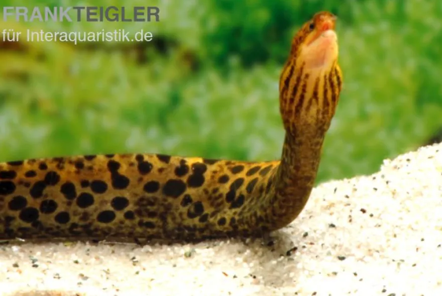 Leopardmuräne, Gymnothorax polyuranodon (Echte Süßwassermuräne)