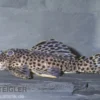 Leopard-Rüsselzahnwels, Leporacanthicus heterodon, L172B, 7-10 cm