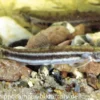 Leopardschmerle, Acanthocobitis botia, 4-6 cm