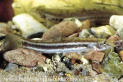 Leopardschmerle, Acanthocobitis botia, 4-6 cm