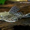 Leopard-Segelschilderwels, Pterygoplichthys pardalis, L021