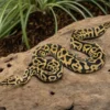 Leopard-Spotnose-Königspython, Python regius