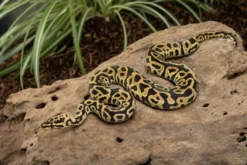 Leopard-Spotnose-Königspython, Python regius