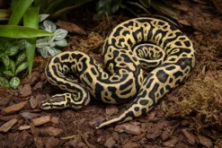Leopard-Spotnose-Königspython, Python regius