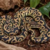 Leopard-Trick-Königspython, Python regius
