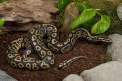 Leopard-Trick-Königspython, Python regius