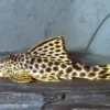 Leopard-Trugschilderwels, L75, Ancistomus cf. sabaji