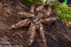 Leopardvogelspinne, Stromatopelma calceatum