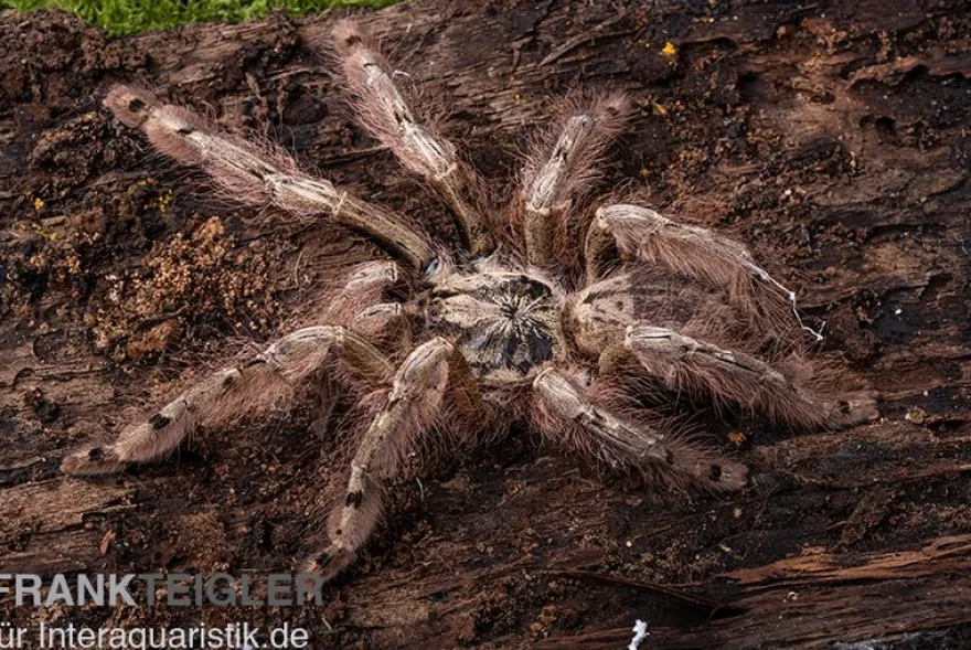 Leopardvogelspinne, Stromatopelma calceatum