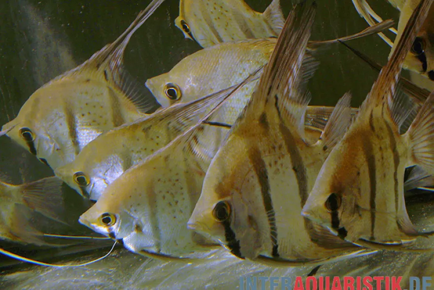 Leopoldi-Peru-Skalar, Pterophyllum wild „Leopoldi Peru spotted“