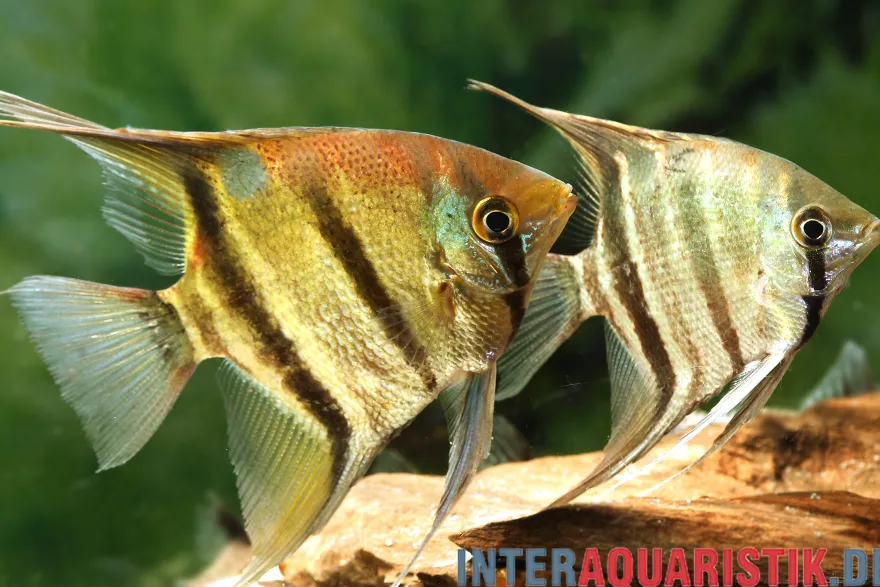 Leopolds Skalar, Pterophyllum leopoldi
