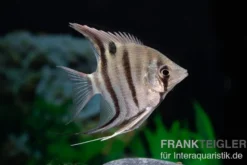 Leopolds Skalar, Pterophyllum leopoldi
