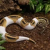 Lesser-Pied-Königspython, Python regius