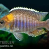 Lethrinops micrentodon MAKOKOLA, DNZ