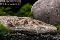 Leucorhynchos-Plattfisch, Süßwasserflunder, Achiroides leucorhynchos