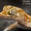 Lichtensteins Dünnfingergecko, Stenodactylus sthenodactylus