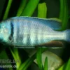 Likomamaulbrüter, Placidochromis electra "Black Face"