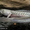 Lila Aalgrundel, Gobioides broussonnetii