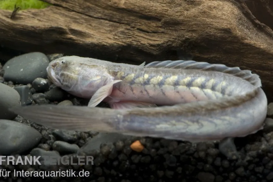 Lila Aalgrundel, Gobioides broussonnetii