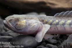 Lila Aalgrundel, Gobioides broussonnetii