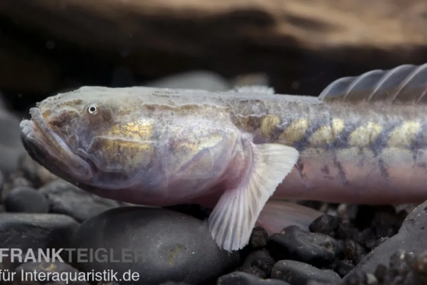 Lila Aalgrundel, Gobioides broussonnetii
