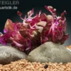 Lilablättriges Papageienblatt, Alternanthera lilacina, im Topf