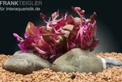 Lilablättriges Papageienblatt, Alternanthera lilacina, im Topf