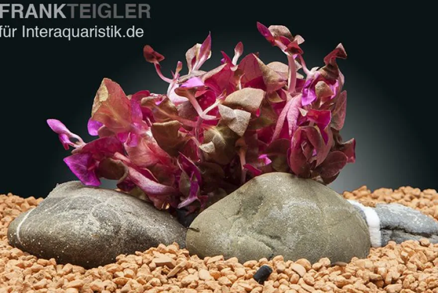 Lilablättriges Papageienblatt, Alternanthera lilacina, im Topf