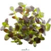 Lila Falsches Fettblatt, Bacopa salzmannii 'Purple', im Topf