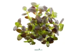 Lila Falsches Fettblatt, Bacopa salzmannii 'Purple', im Topf