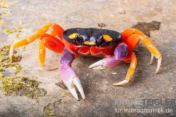 Lila Halloweenkrabbe, Gecarcinus quadratus, Zufällig ausgewählt