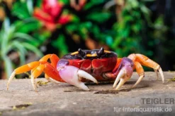 Lila Halloweenkrabbe, Gecarcinus quadratus, Zufällig ausgewählt