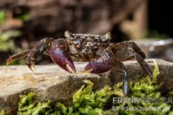 Lila Scheren Mangrovenkrabbe, Parasesarma sp. "Lilac Claw", Zufällig ausgewählt