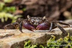 Lila Scheren Mangrovenkrabbe, Parasesarma sp. "Lilac Claw", Zufällig ausgewählt