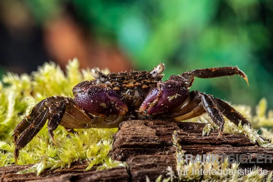 Lila Scheren Mangrovenkrabbe, Parasesarma sp. "Lilac Claw", Zufällig ausgewählt