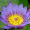 Lila Seerose, Nymphaea panama pacific
