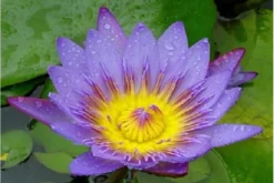 Lila Seerose, Nymphaea panama pacific