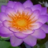 Lila Seerose, Nymphaea queen of siam