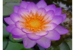 Lila Seerose, Nymphaea queen of siam